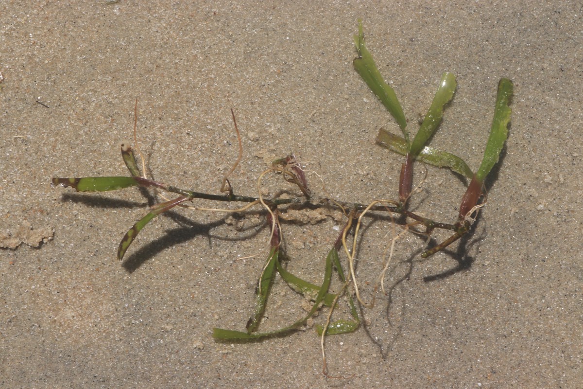 Oceana serrulata (R.Br.) Byng & Christenh.